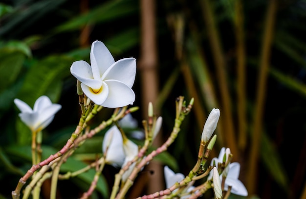 Immagine ravvicinata di bellissimi fiori di frangipani o plumeria in giardino con spazio per la copia