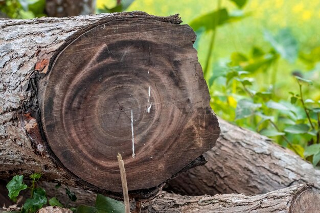 Immagine ravvicinata di ceppo di albero affettato nella foresta