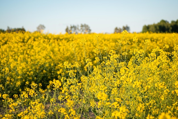 Immagine ravvicinata di fiori di colza in fiore in campo agricolo