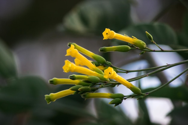 Immagine ravvicinata di fiori di tabacco gialli in fiore