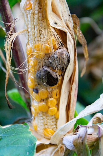 Immagine ravvicinata di huitlacoche nella pianta del mais