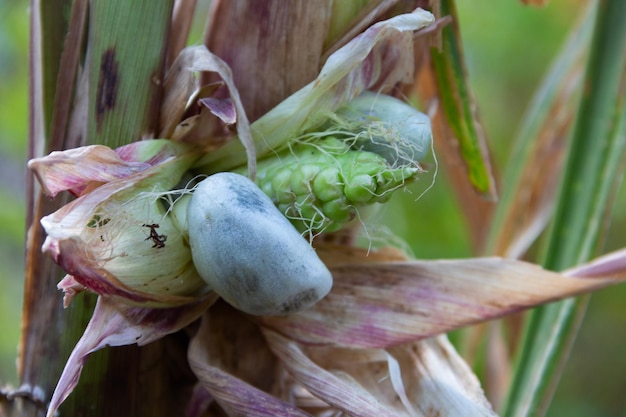 Immagine ravvicinata di huitlacoche nella pianta del mais