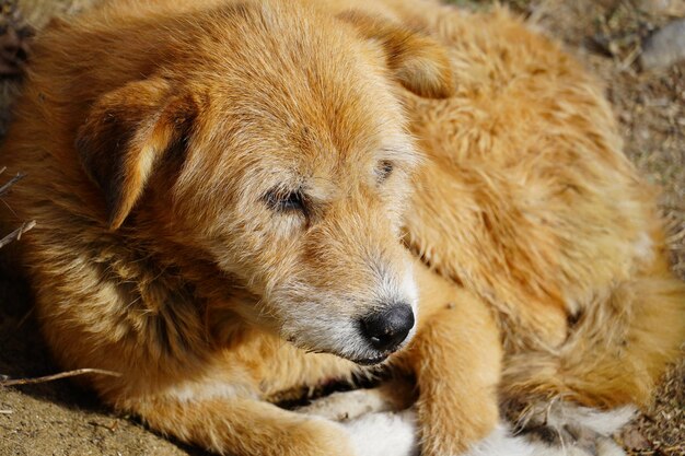 Immagine ravvicinata di un cane molto carino immagine del cane