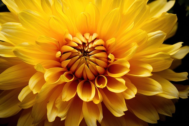 Immagine ravvicinata di un fiore di colore giallo
