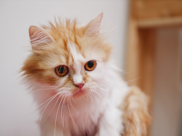 Immagine ravvicinata di un gattino persiano che guarda lontano