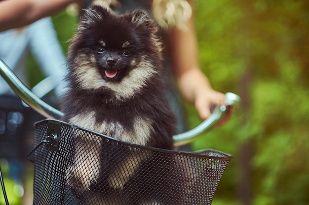 Immagine ravvicinata di un simpatico cane Spitz nel cestino della bicicletta durante un giro.