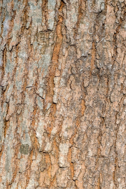 Immagine ravvicinata di un vecchio tronco d'albero per la consistenza della corteccia