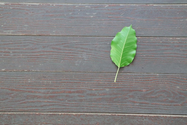 Immagine ravvicinata di una foglia verde sul tavolo di legno grigio in una giornata di sole