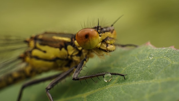 Immagine ravvicinata di una libellula gialla, messa a fuoco selettiva