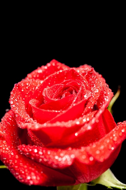 Immagine ravvicinata di una rosa rossa colorata su sfondo nero. Rosa fresca. Segno di amore.