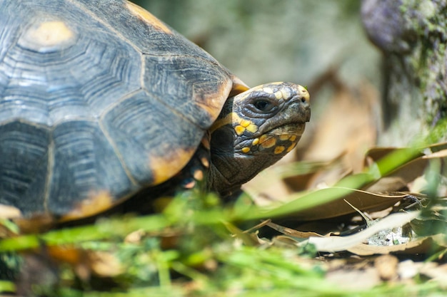 Immagine ravvicinata di una tartaruga su uno stagno Scatto macro di tartaruga mentre si cammina su ciottoli marroni in uno stagno