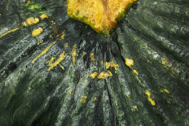 immagine ravvicinata estrema di superficie di zucca verde.