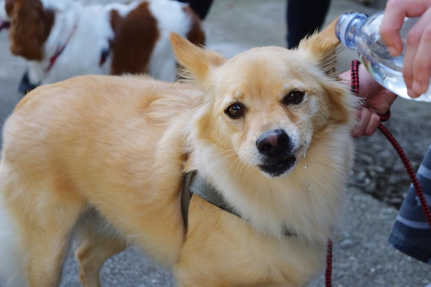 Immagine ritagliata di mano che dà da bere al cane per strada