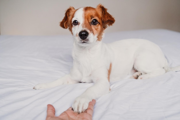 Immagine ritagliata di un cane che tiene la mano sul letto