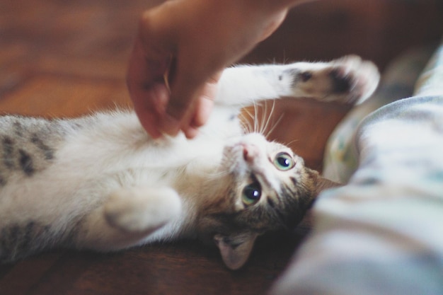 Immagine ritagliata di un gatto che tocca la mano sdraiato sul pavimento