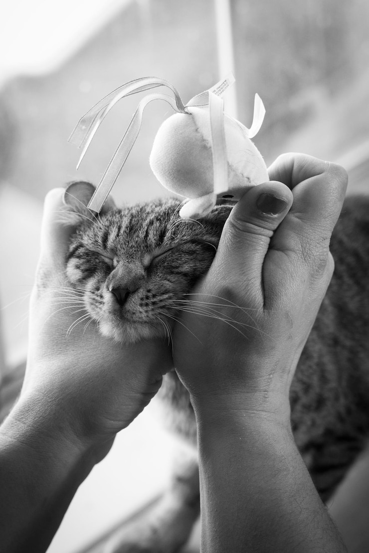 Foto immagine ritagliata di una donna che tiene un topo di peluche su un gatto