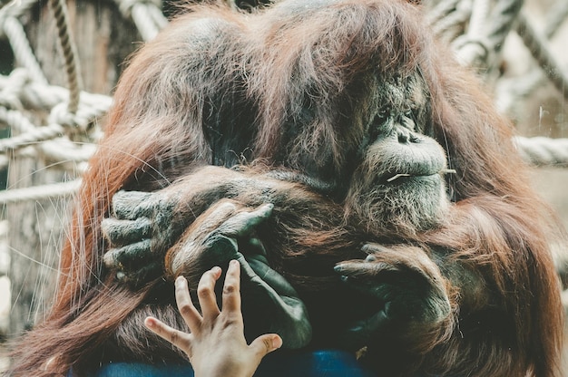Immagine ritagliata di una finestra di vetro toccata dalla mano contro un orangutan nello zoo