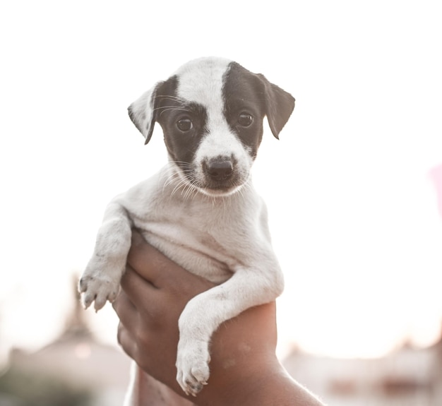 Immagine ritagliata di una persona che tiene un cucciolo contro un cielo limpido