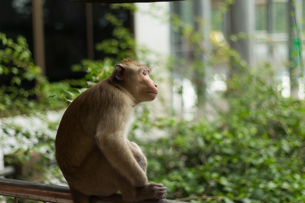 Immagine ritratto di scimmia (macaco)