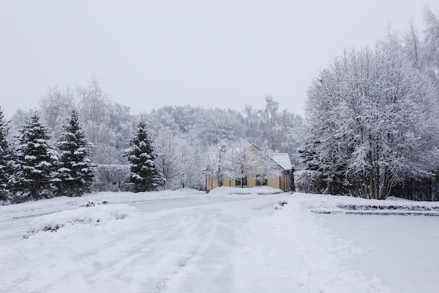 Immagine scenica degli abeti rossi. Giornata gelida, calma scena invernale. Località Russia. Ottima immagine dell'area selvaggia. Turismo o concetto di Natale.