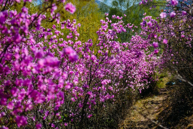 Immagine sfocata di cespugli di rododendro, messa a fuoco selettiva. Rododendro che fiorisce nelle montagne Altai.