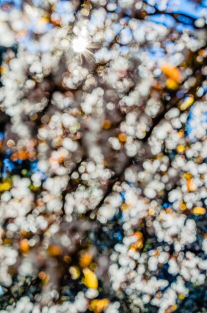 Immagine sfocata di un albero di ciliegio in fiore in primavera