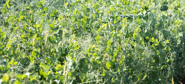 Immagine sfocata di una giovane pianta di piselli con baccelli Piselli di zucchero che crescono in un giardino estivo foglie verdi