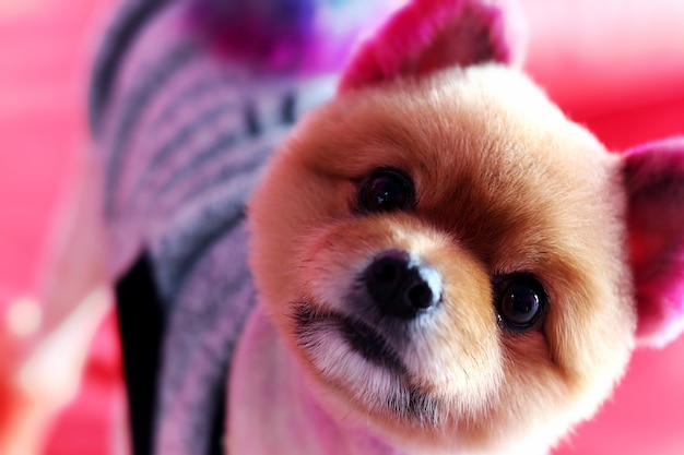 immagine soft-focus del cucciolo di chihuahua colorato dei capelli della tintura che guarda l&#39;obbiettivo sul divano rosso