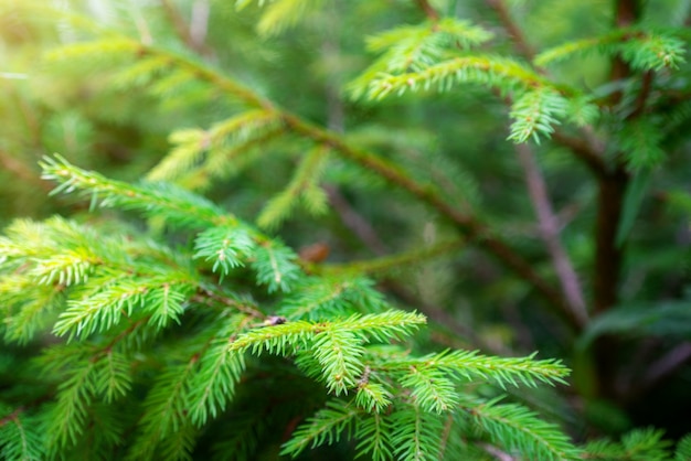 Immagine soft focus di sfondo verde natura.