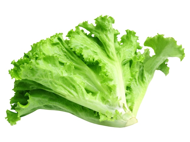 Immagine vegetale