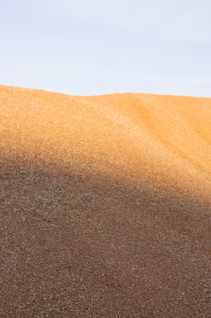 immagine verticale con alti cumuli di chicchi di grano maturi all'aperto