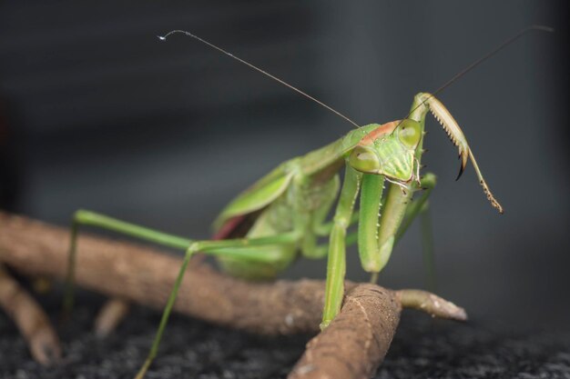 immagini del primo piano dell'insetto mantide religiosa