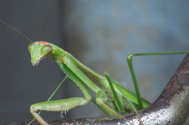 immagini del primo piano dell'insetto mantide religiosa