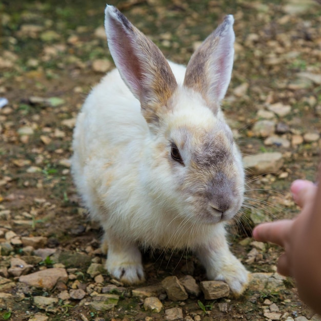 Immagini di adorabili conigli per lo sfondo