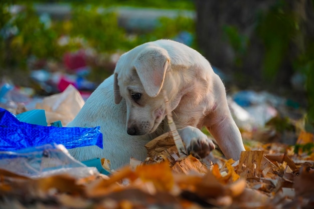 Immagini di cani di strada indiani carini