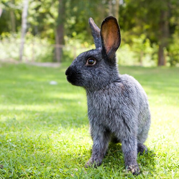 Immagini di conigli adorabili per lo sfondo