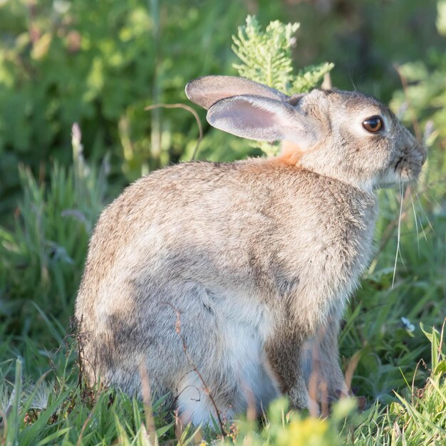 Immagini di conigli adorabili per lo sfondo