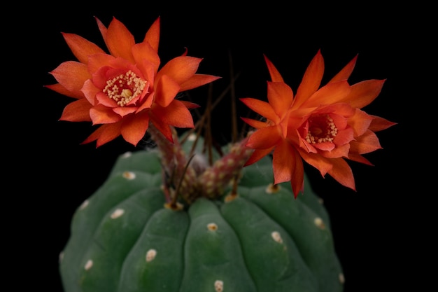 Immagini Di Fiori Di Cactus Bella Fioritura In Colorato.