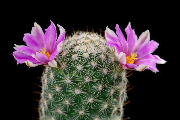 Immagini Di Fiori Di Cactus Bella Fioritura In Colorato.