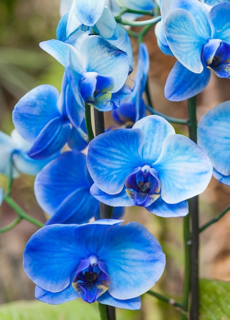 Immagini di orchidee blu