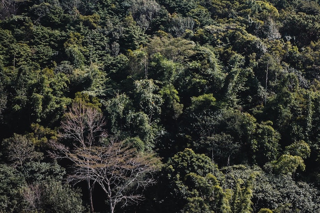 Immagini di paesaggi, alberi, in montagna