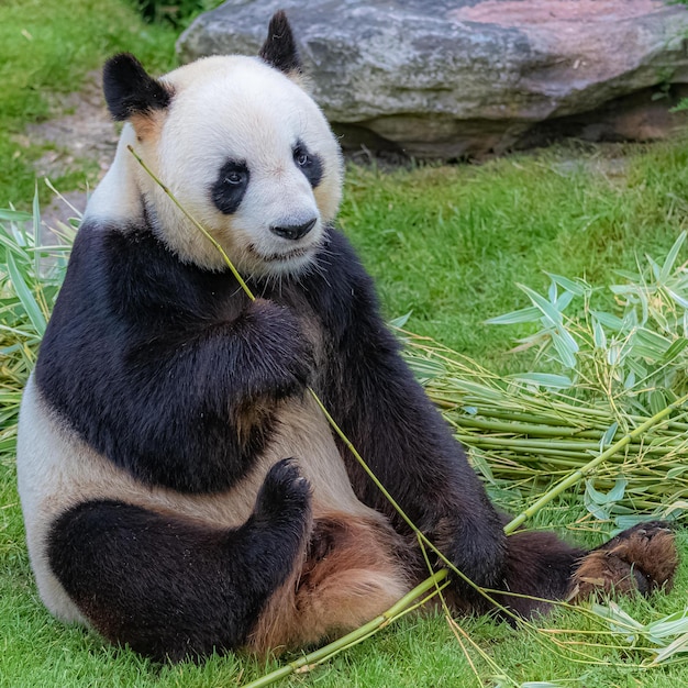 Immagini di panda carino per carta da parati