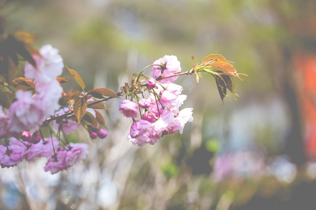 Immagini di Sakura che si muovono nel vento