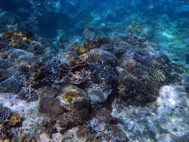 Immergendosi sotto l'acqua sull'isola di Bali, l'Indonesia