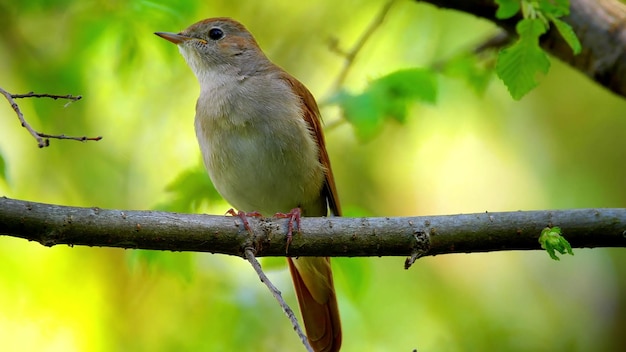 Immergiti nell'affascinante mondo della fauna selvatica mentre esplori questa foto