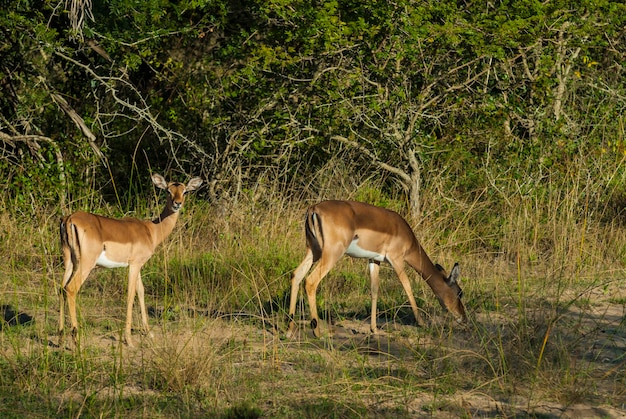 Impala al pascolo nel Parco Nazionale Kruger Sud Africa