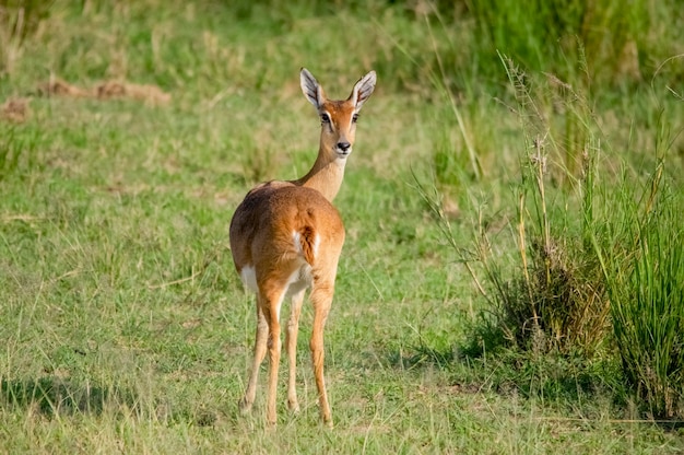 Impala antilope Murchison Falls National Park Uganda Africa