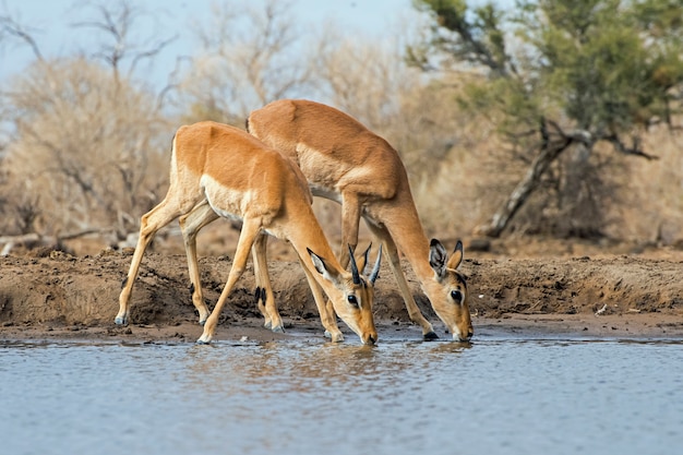 Impala antilopi acqua potabile