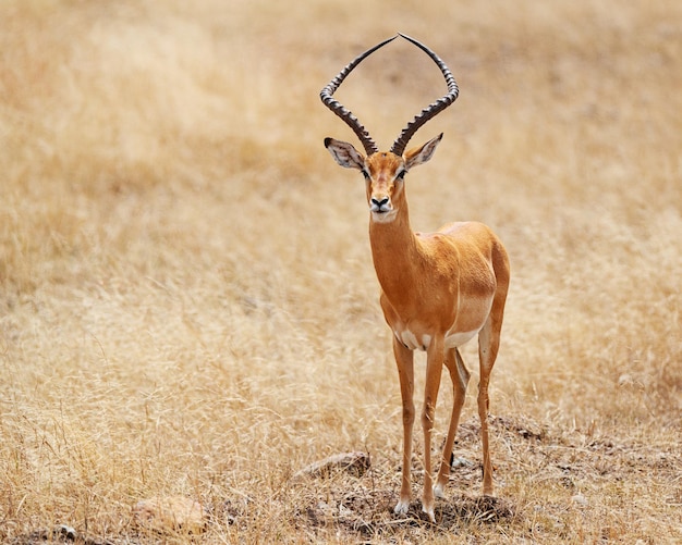 Impala con corna alte in Kenya Africa