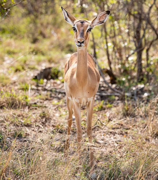 Impala femminile Aepyceros Melampus ritratto